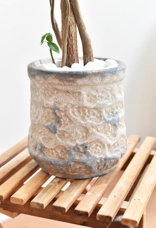 パキラ 05171 販売・通販 ［詳細ページ］ *tree tree*