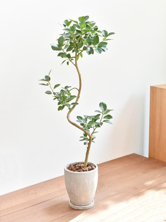 フランスゴムの木 販売 通販 詳細ページ Tree Tree