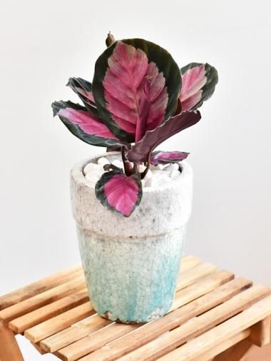 カラテア Tree Tree おしゃれな観葉植物 通販 Interior Plants Shop カラテア Tree Tree おしゃれな観葉植物 通販 Interior Plants Shop