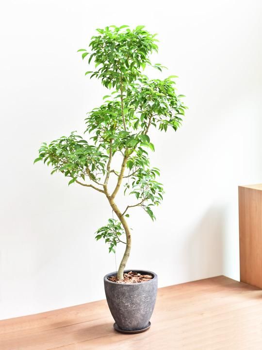 ベンジャミン 販売 通販 詳細ページ Tree Tree ベンジャミン 販売 通販 詳細ページ Tree Tree