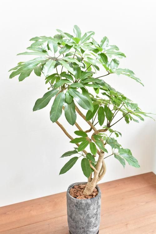 ブラッサイア 05171 通販 ［詳細ページ］ *tree tree*