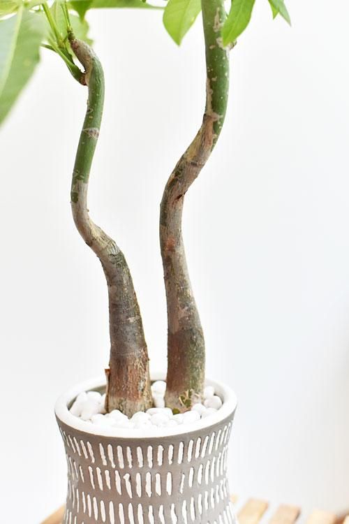 ただよです。パキラ パキラは凄い😳】 こんなに寒い季節なのに新芽を生やすパキラ