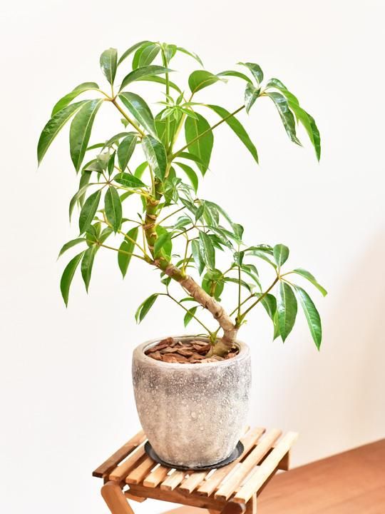 ツピダンサス 販売 通販 Tree Tree ツピダンサス 販売 通販 Tree Tree