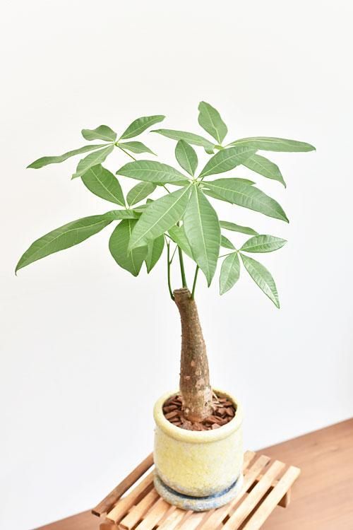 パキラ 07173 販売・通販 ［詳細ページ］ *tree tree*