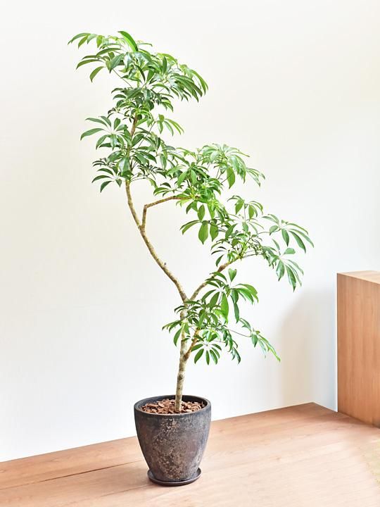 シェフレラ　青レモン斑入り 大株　幹太　屋外育成 シェフレラ 青レモン斑入り 大株 幹太 屋外育成 - メルカリ