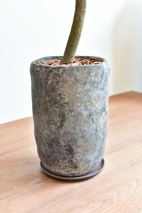 その1☆ブラキキトン☆ 2.5ｍ位☆ その1☆ブラキキトン☆ 2.5m位☆ 園芸ネット本店｜ブラキチトン