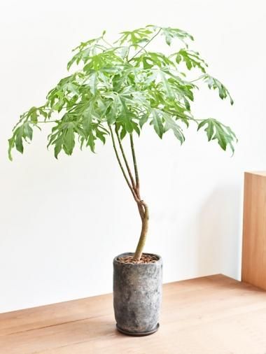 ブラキキトン - tree tree ～おしゃれな観葉植物 通販/interior plants