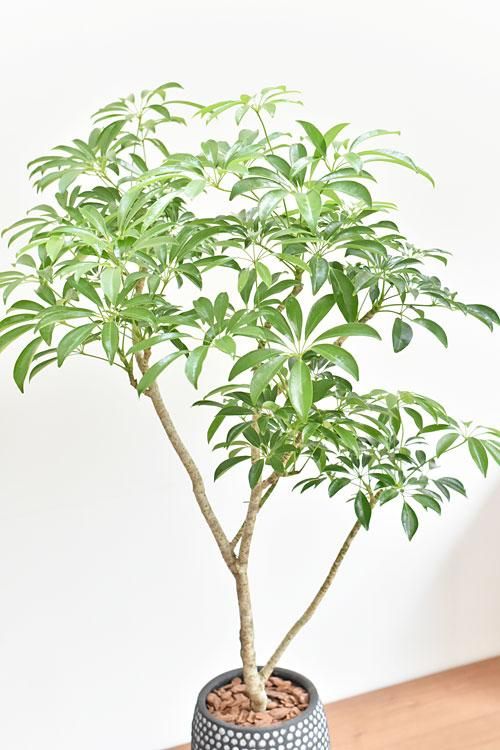 シェフレラ シェフレラ 07173 販売・通販 ［詳細ページ］ *tree tree*