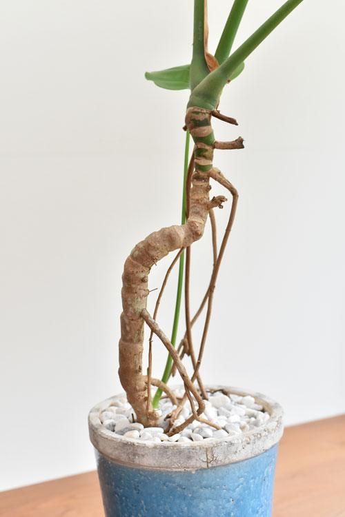 モンステラ 18171 販売・通販 *tree tree*