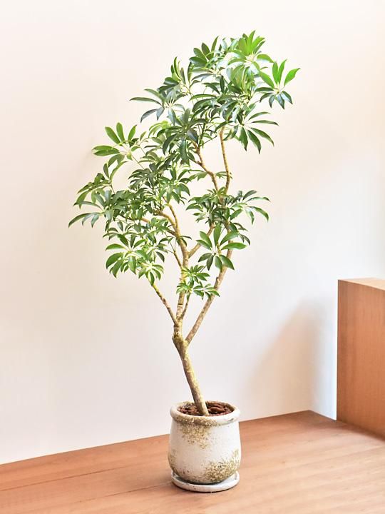 シェフレラ・レナータ 102402 販売・通販 ［詳細ページ］ *tree