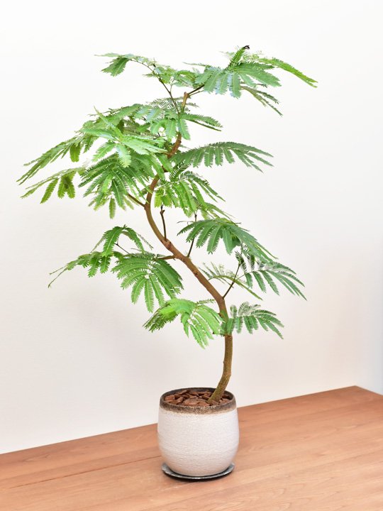 エバーフレッシュ 8号 S-shaped tree form 観葉植物 | www.ubseducation.in