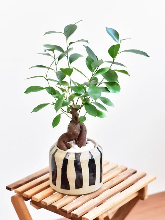 ガジュマル 販売 通販 詳細ページ Tree Tree ガジュマル 販売 通販 詳細ページ Tree Tree
