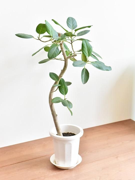 フィカス・ベンガレンシス 12173 通販 ［詳細ページ］ *tree tree*