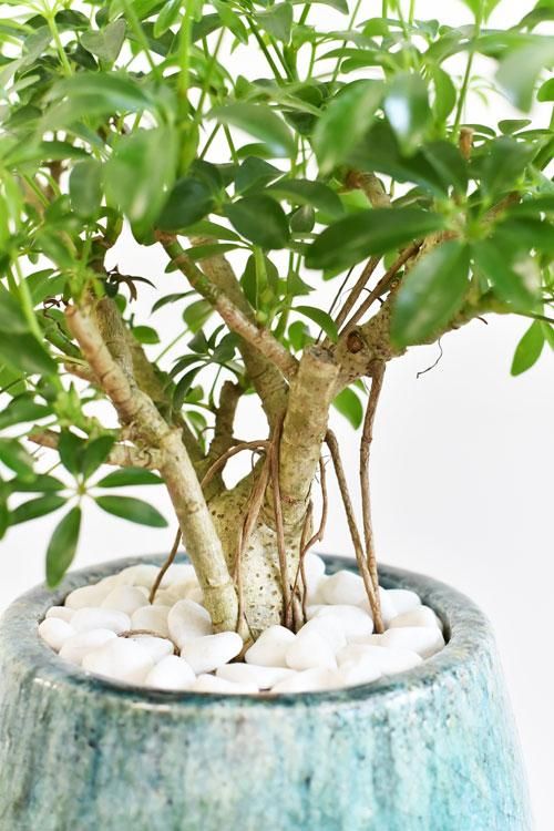 シェフレラ 細葉 えぇ気根 251021 現物商品】シェフレラ 枝物 10号