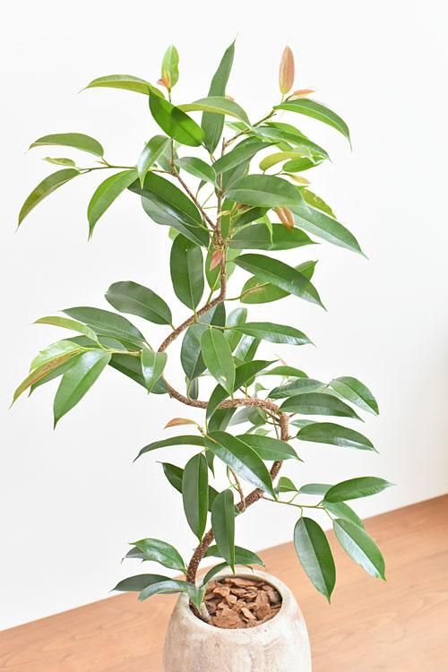 ショウナンゴムの木【引き取り限定】 ショウナンゴムの木 04181 販売・通販 ［詳細ページ］ *tree tree*