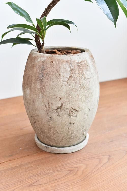 ショウナンゴムの木 04181 販売・通販 ［詳細ページ］ *tree tree*