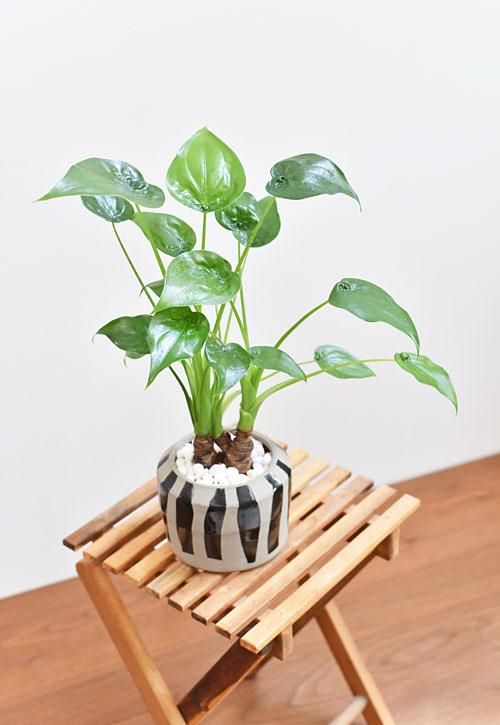 シマクワズイモ 05181 販売・通販 ［詳細ページ］ *tree tree*