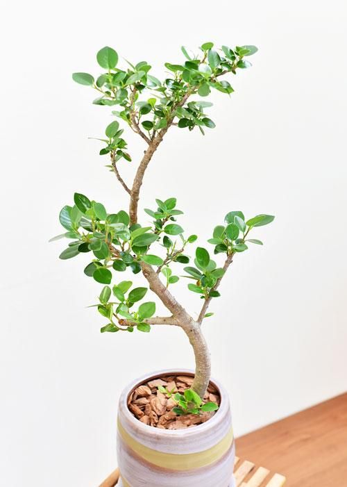 パンダガジュマル 販売 通販 詳細ページ Tree Tree パンダガジュマル 販売 通販 詳細ページ Tree Tree