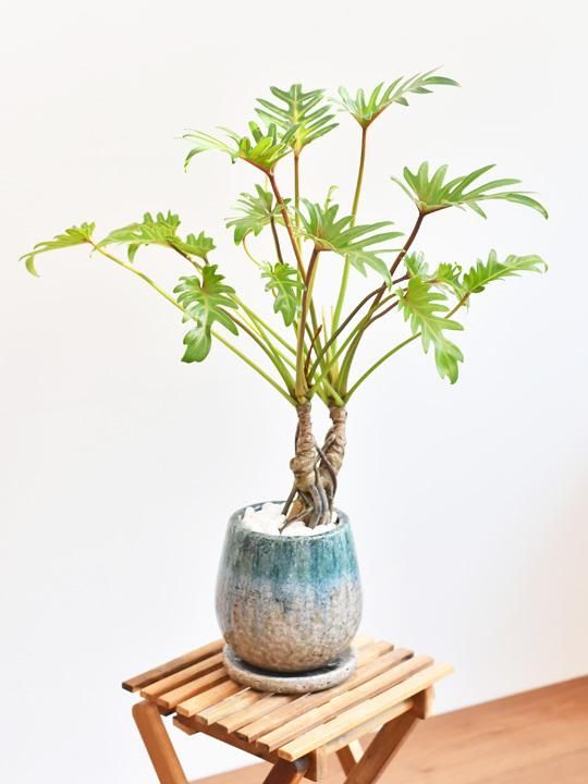 クッカバラ写真株8寸70センチ位 クッカバラ写真株8寸70センチ位 送料無料】【観葉植物】クッカバラ 8寸鉢