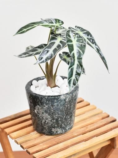 アロカシア - tree tree ～おしゃれな観葉植物 通販/interior