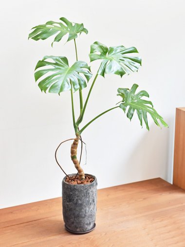 モンステラ - tree tree ～おしゃれな観葉植物 通販/interior plants shop～