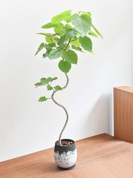 ウンベラータ 販売 通販 詳細ページ Tree Tree