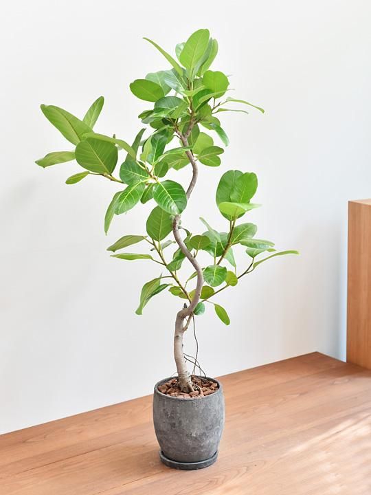 フィカス アルテシーマ グリーン 販売 通販 詳細ページ Tree Tree フィカス アルテシーマ グリーン 販売 通販 詳細ページ Tree Tree