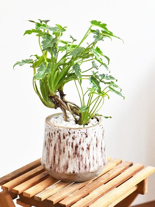 クッカバラ 販売 通販 詳細ページ Tree Tree クッカバラ 販売 通販 詳細ページ Tree Tree
