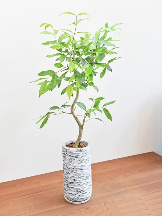 アマゾンオリーブ 販売 通販 Tree Tree