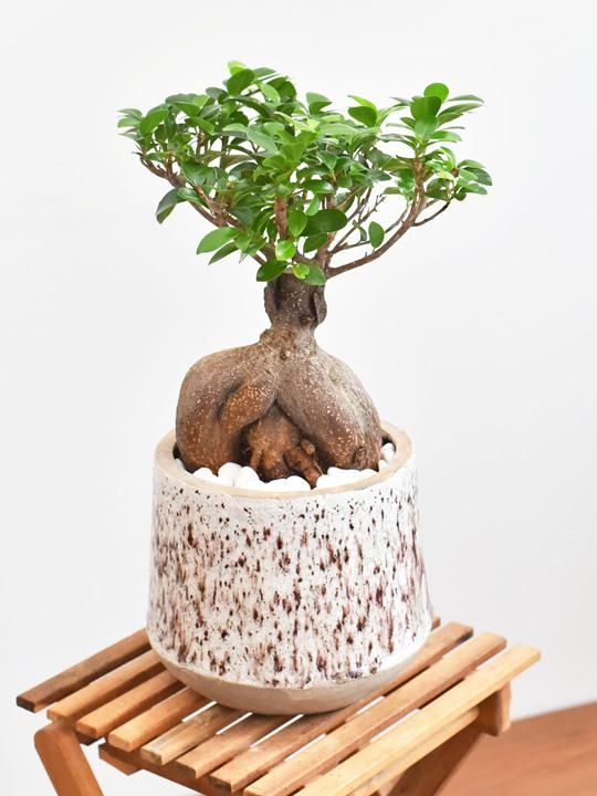 ガジュマル 販売 通販 詳細ページ Tree Tree ガジュマル 販売 通販 詳細ページ Tree Tree