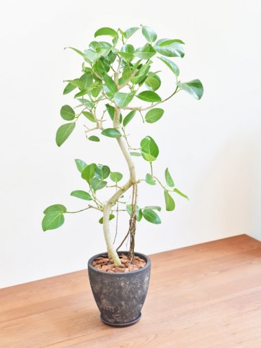 フィカス・ベンガレンシス 通販 tree tree ～鉢植え観葉植物 通販～