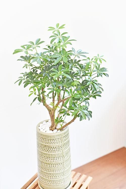 シェフレラ 10181 販売・通販 ［詳細ページ］ *tree tree*