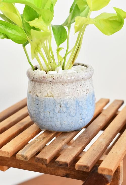 ポトス・テルノシャンゼリゼ 12181 販売・通販 ［詳細ページ］ *tree tree*