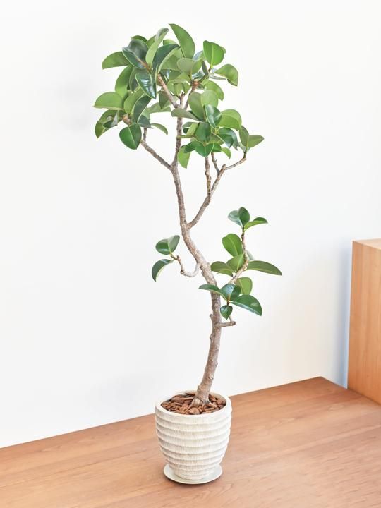 フィカス ソフィア 販売 通販 詳細ページ Tree Tree