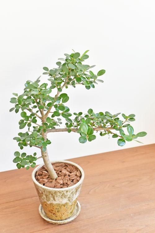パンダガジュマル 01191 販売・通販［詳細ページ］ *tree tree*