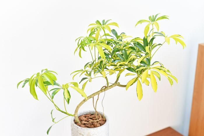 シェフレラ アングスティフォリア 斑入り 販売 通販 詳細ページ Tree Tree シェフレラ アングスティフォリア 斑入り 販売 通販 詳細ページ Tree Tree