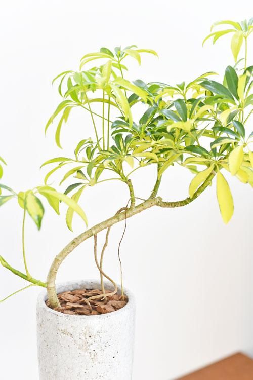 シェフレラ アングスティフォリア 斑入り 販売 通販 詳細ページ Tree Tree シェフレラ アングスティフォリア 斑入り 販売 通販 詳細ページ Tree Tree