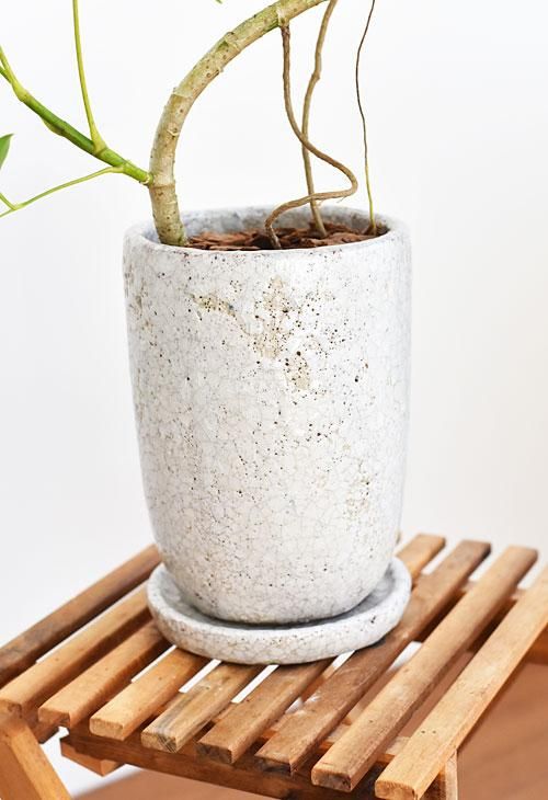 シェフレラ アングスティフォリア 斑入り 販売 通販 詳細ページ Tree Tree シェフレラ アングスティフォリア 斑入り 販売 通販 詳細ページ Tree Tree