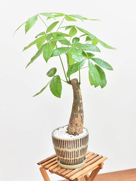 パキラ 販売 通販 詳細ページ Tree Tree