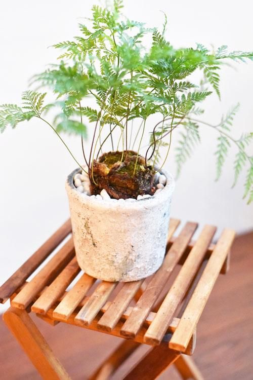 ダバリア ラビットフット 販売 通販 Tree Tree ダバリア ラビットフット 販売 通販 Tree Tree
