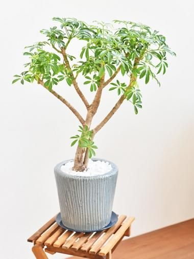 寒さに強い Tree Tree おしゃれな観葉植物 通販 Interior Plants Shop