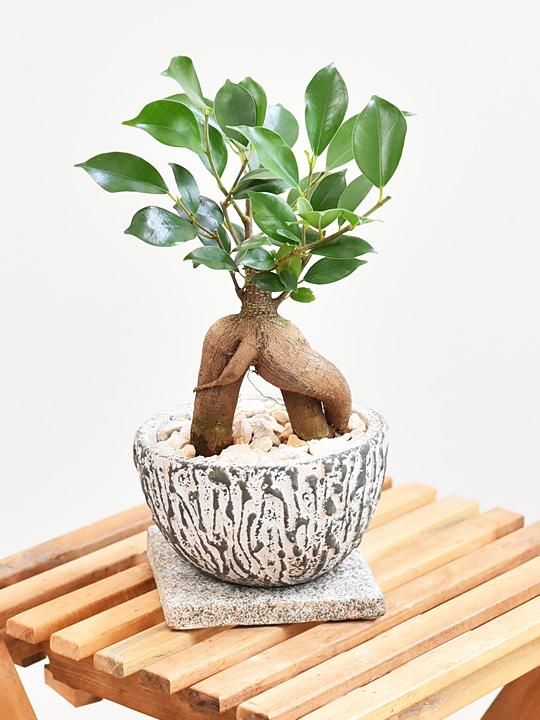 ガジュマル 販売 通販 詳細ページ Tree Tree ガジュマル 販売 通販 詳細ページ Tree Tree