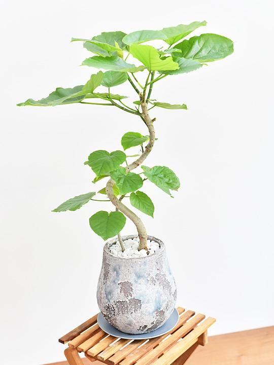 ウンベラータ 販売 通販 詳細ページ Tree Tree ウンベラータ 販売 通販 詳細ページ Tree Tree