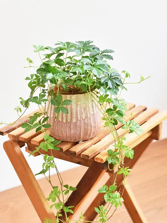 シュガーバイン 販売 通販 詳細ページ Tree Tree シュガーバイン 販売 通販 詳細ページ Tree Tree