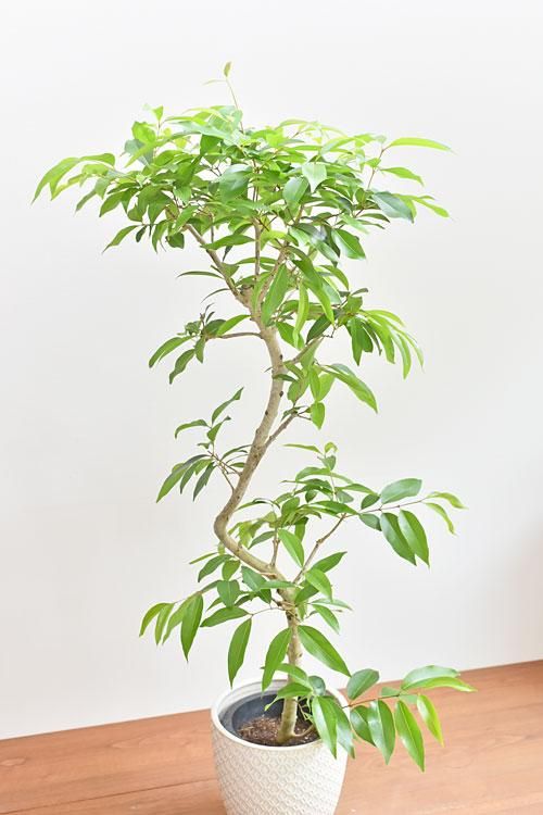 アマゾンオリーブ 05192 販売・通販 *tree tree*