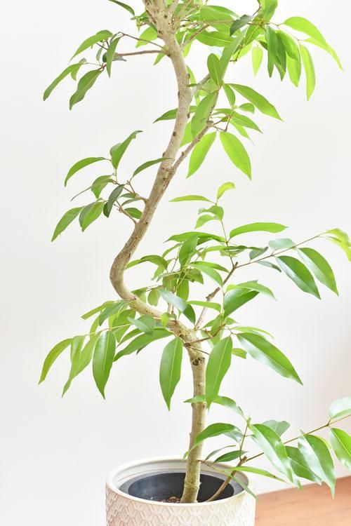 アマゾンオリーブ　曲げ仕立て　オシャレなロング鉢植え アマゾンオリーブ 曲げ仕立て オシャレなロング鉢植え - メルカリ