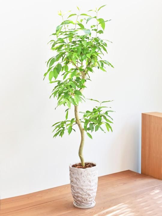 アマゾンオリーブ 販売 通販 Tree Tree