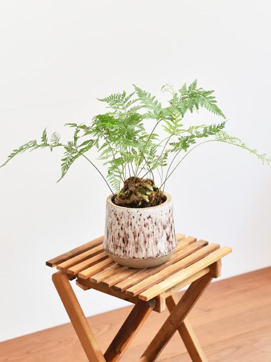 ダバリア ラビットフット 販売 通販 Tree Tree ダバリア ラビットフット 販売 通販 Tree Tree