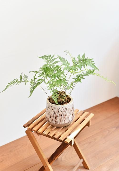 ダバリア ラビットフット 販売 通販 Tree Tree ダバリア ラビットフット 販売 通販 Tree Tree