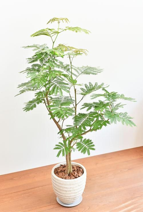 カエル様 斑入りエバーフレッシュ エバーフレッシュ 062402 販売